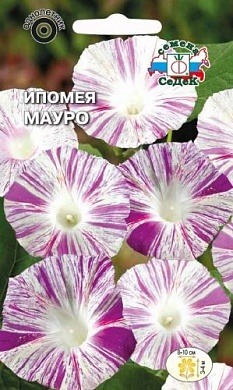 Ипомея Мауро (тип пурпурная, белая с малиновыми штрихами)