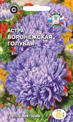 Астра Воронежская голубая (пионовидная)